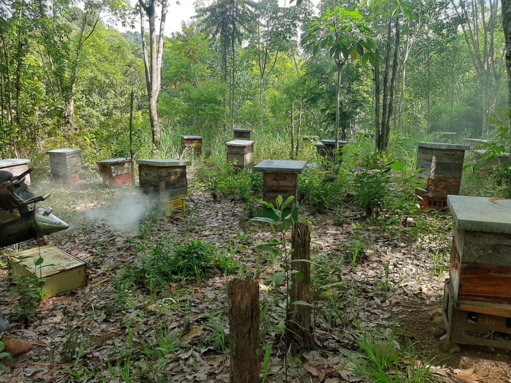 Restauración de ecosistemas, apicultura de alta montaña, apicultura sostenible, educación ambiental